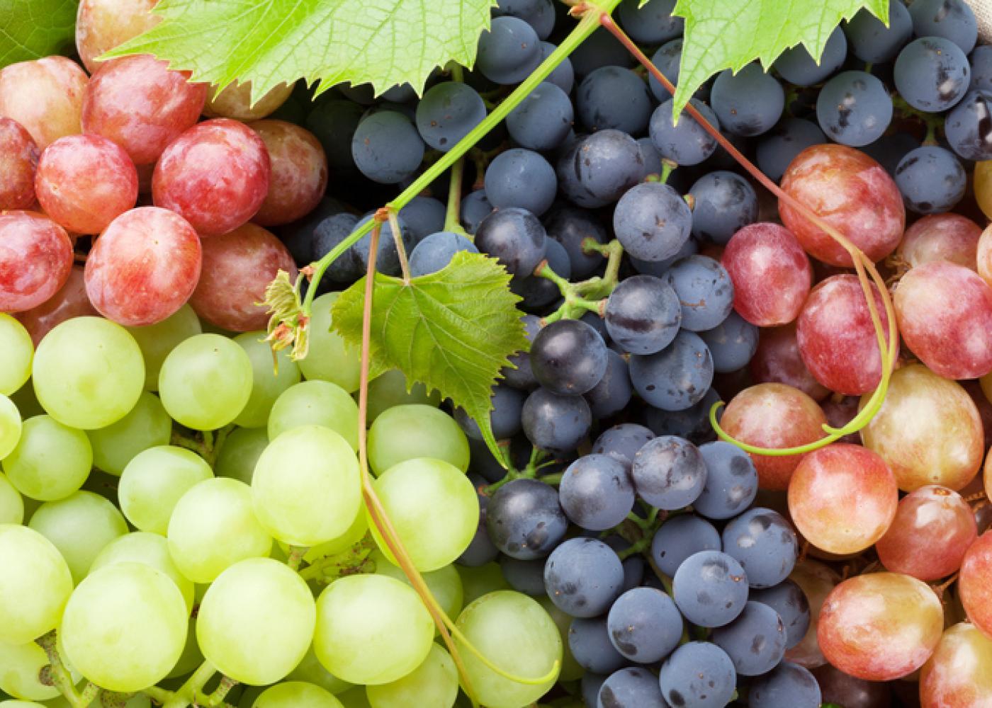 A grape is a fruit, botanically a berry, of the deciduous woody vines of the flowering plant genus Vitis.